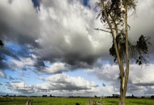 雄狮战胜公牛，哈登贡献35分